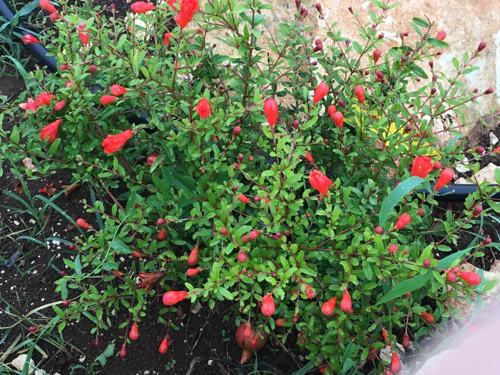 הוילה מרטינה פרנקה Trulli Relais Casa Gemma מראה חיצוני תמונה